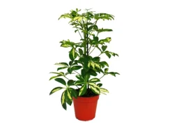Exotenherz Strahlenaralie Schefflera Weissgrünlaubig 12cm Topf Zimmerpflanze ca. 40-45cm Hoch< Töpfe