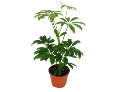 Discount Exotenherz Strahlenaralie Schefflera 9cm Topf Zimmerpflanze ca. 25cm Hoch