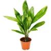 Töpfe<Exotenherz Strahlenpalme Licuala Grandis Zimmerpalme Vanuatustrahlenpalme 13cm Topf