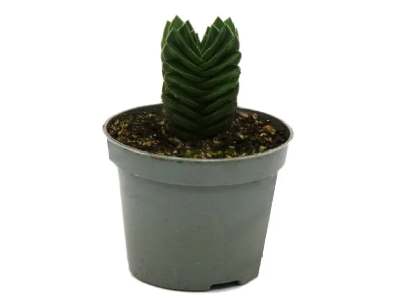 Töpfe<Exotenherz Sukkulente Crassula Buddhas Tempel Mini-Dickblatt 6cm Topf