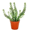 Töpfe<Exotenherz Sukkulente Crassula Hottentot Felsen-Dickblatt im 8,5cm Topf