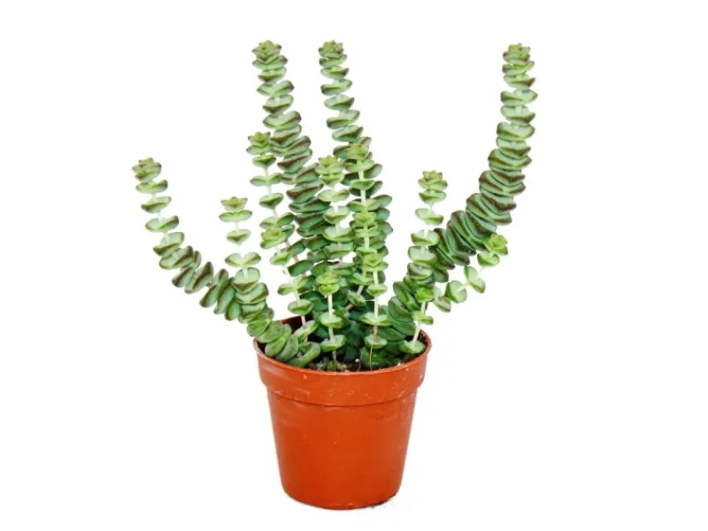 Töpfe<Exotenherz Sukkulente Crassula Hottentot Felsen-Dickblatt im 8,5cm Topf
