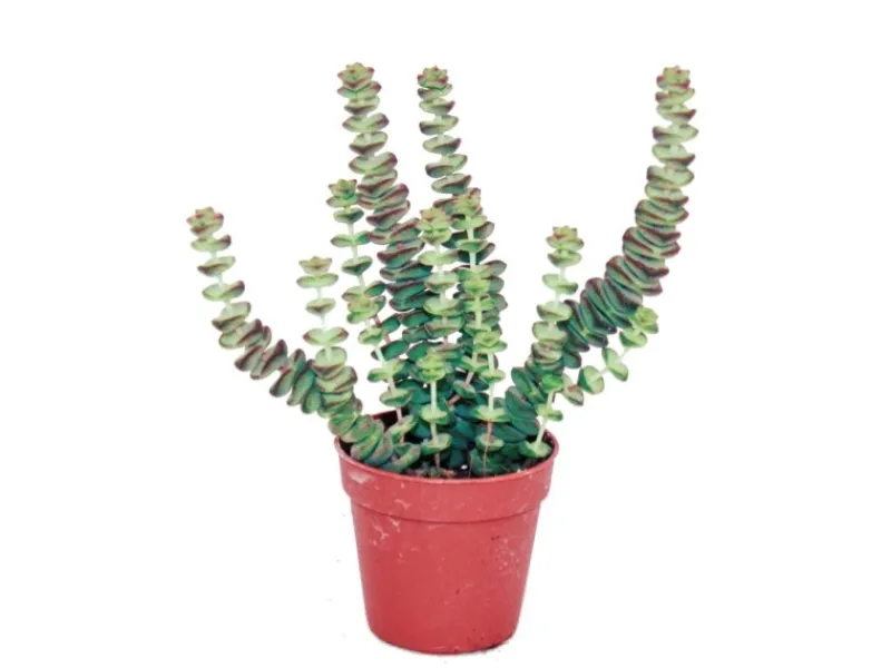 Töpfe<Exotenherz Sukkulente Crassula Hottentot Felsen-Dickblatt im 8,5cm Topf