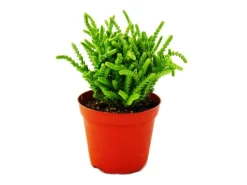 Töpfe<Exotenherz Sukkulente Crassula Lycopodioides Mäuseschwanz im 8,5cm Topf