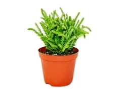 Töpfe<Exotenherz Sukkulente Crassula Lycopodioides Mäuseschwanz im 8,5cm Topf