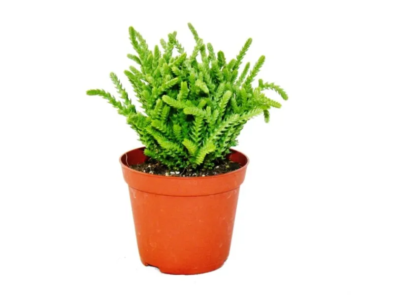 Töpfe<Exotenherz Sukkulente Crassula Lycopodioides Mäuseschwanz im 8,5cm Topf