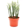 Töpfe<Exotenherz Sukkulente Crassula Muscosa Harmony In Green 10cm Topf