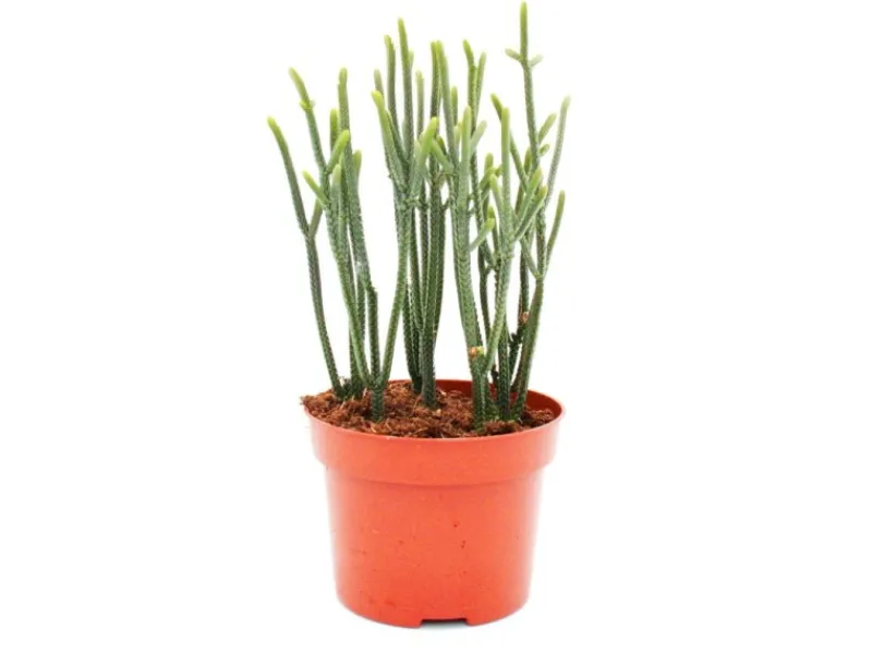 Töpfe<Exotenherz Sukkulente Crassula Muscosa Harmony In Green 10cm Topf