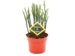 Töpfe<Exotenherz Sukkulente Crassula Muscosa Harmony In Green 10cm Topf