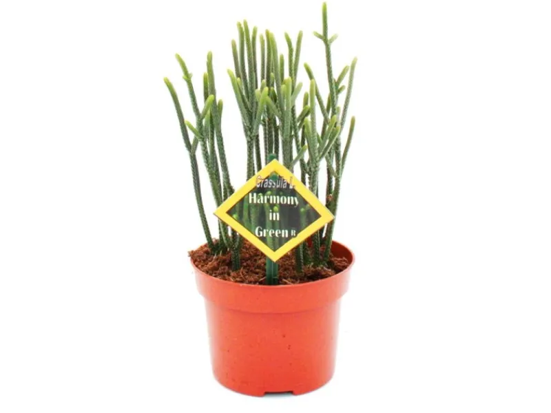 Töpfe<Exotenherz Sukkulente Crassula Muscosa Harmony In Green 10cm Topf