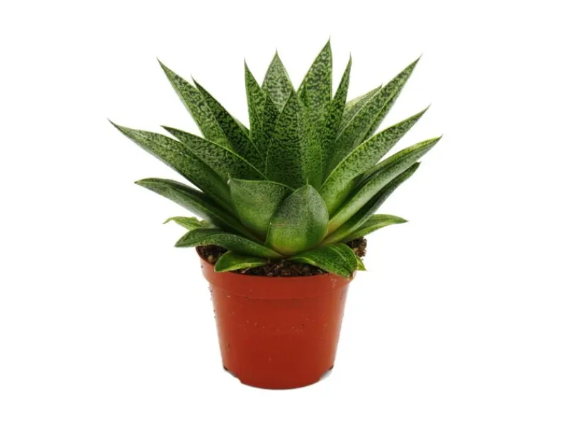 Töpfe<Exotenherz Sukkulente Gasteria D Tiga Gasterie 8,5cm Topf