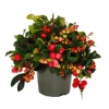 Exotenherz Teppichbeere Gaultheria procumbens Scheinbeere Rebhuhnbeere Winterharte Pflanze mit Dekorativen Beeren Set mit 6 Pflanzen