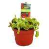 Töpfe<Exotenherz Venusfliegenfalle Dionaea Muscipula -12cm Topf