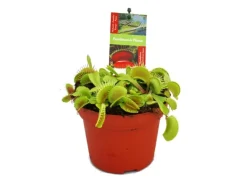 Töpfe<Exotenherz Venusfliegenfalle Dionaea Muscipula -12cm Topf
