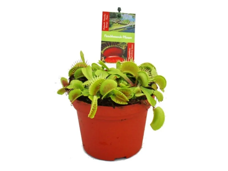 Töpfe<Exotenherz Venusfliegenfalle Dionaea Muscipula -12cm Topf