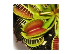 Töpfe<Exotenherz Venusfliegenfalle Dionaea Muscipula -12cm Topf