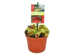 Discount Exotenherz Venusfliegenfalle Dionaea Muscipula 9cm Topf