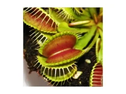 Discount Exotenherz Venusfliegenfalle Dionaea Muscipula 9cm Topf