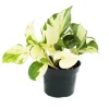 Discount Exotenherz Weißbunte Efeutute Epipremnum Happy Leaf Scindapsus 12cm Topf Rankende Zimmerpflanze