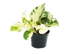Discount Exotenherz Weißbunte Efeutute Epipremnum Happy Leaf Scindapsus 12cm Topf Rankende Zimmerpflanze