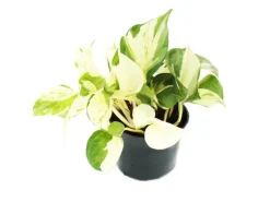 Discount Exotenherz Weißbunte Efeutute Epipremnum Happy Leaf Scindapsus 12cm Topf Rankende Zimmerpflanze