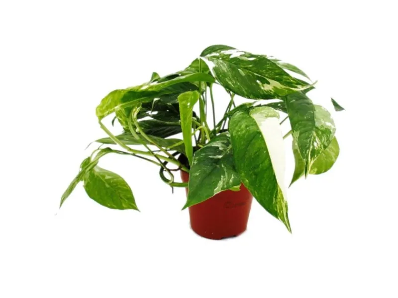 Exotenherz Weißbunte Gemusterte Efeutute Epipremnum Variegata Scindapsus 12cm Topf Rankende Zimmerpflanze< Töpfe