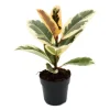 Clearance Exotenherz Weissbunter Gummibaum Ficus Elastica Tineke 11cm Topf