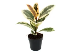 Clearance Exotenherz Weissbunter Gummibaum Ficus Elastica Tineke 11cm Topf