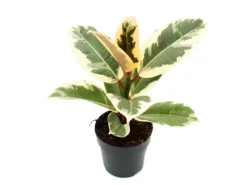 Clearance Exotenherz Weissbunter Gummibaum Ficus Elastica Tineke 11cm Topf