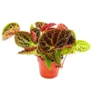 Exotenherz Wilde Begonie Begonia Ferox Spektakuläre Blattpflanze Rarität 12cm Topf< Töpfe