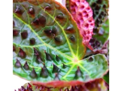 Exotenherz Wilde Begonie Begonia Ferox Spektakuläre Blattpflanze Rarität 12cm Topf< Töpfe