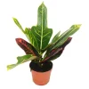 Hot Exotenherz Wunderstrauch Croton Var Codiaeum 9cm Topf Zimmerpflanze
