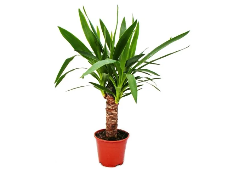 Exotenherz Yucca Palme Palmlilie 14cm Topf< Töpfe