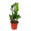Exotenherz Zamioculcas Zamiifolia Zamio Palme Zamio Farn 12cm Topf< Töpfe