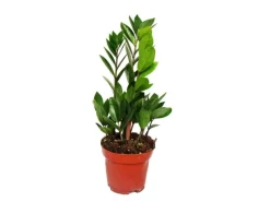 Exotenherz Zamioculcas Zamiifolia Zamio Palme Zamio Farn 12cm Topf< Töpfe