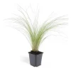 Exotenherz Ziergras Mexikanisches Federgras Stipa Tenuissima Ponytails 9cm Topf Set mit 6 Pflanzen< Töpfe