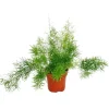 Exotenherz Zierspargel Asparagus Densiflorus Sprengeri Pflegeleichte Grünpflanze 12cm Topf< Töpfe