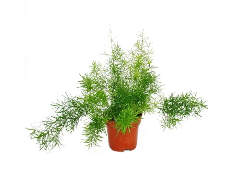 Exotenherz Zierspargel Asparagus Densiflorus Sprengeri Pflegeleichte Grünpflanze 12cm Topf< Töpfe