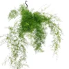 Töpfe<Exotenherz Zierspargel im Ampeltopf Asparagus Densiflorus Sprengeri