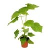 New Exotenherz Zimmerlinde Sparmannia Africana 17cm Topf