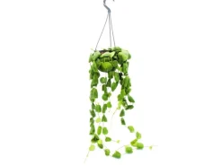 Clearance Exotenherz Zimmerpflanze zum Hängen Dischidia Platyphylla Urnenpflanze 14cm Ampeltopf