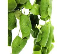 Clearance Exotenherz Zimmerpflanze zum Hängen Dischidia Platyphylla Urnenpflanze 14cm Ampeltopf