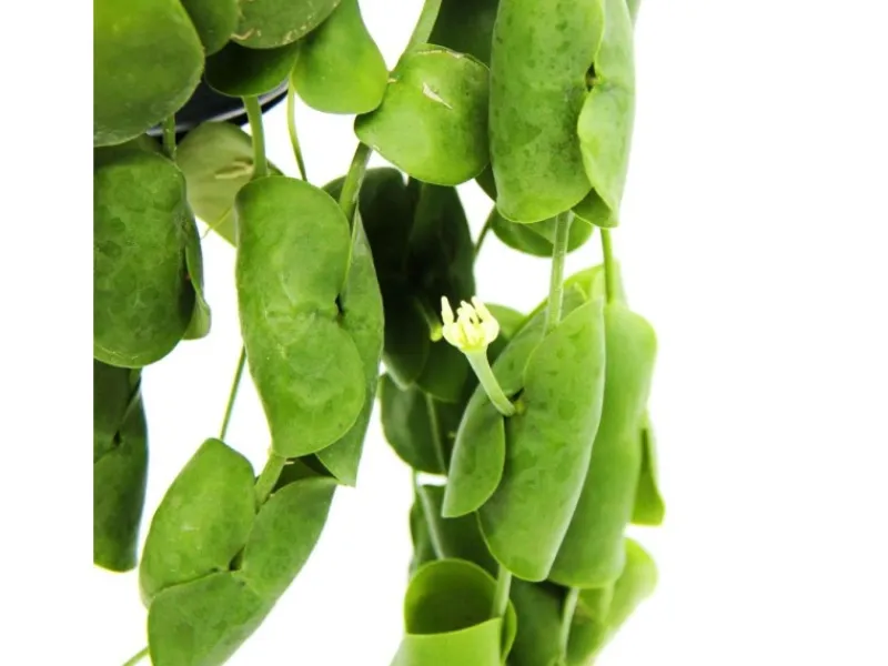 Clearance Exotenherz Zimmerpflanze zum Hängen Dischidia Platyphylla Urnenpflanze 14cm Ampeltopf