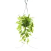 Exotenherz Zimmerpflanze zum Hängen Hoya Gracilis Porzellanblume Wachsblume 14cm Ampel