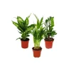 Outlet Exotenherz Zimmerpflanzen Mix I 3er Set Dieffenbachia Arecapalme Chrysalidorpus Zamiopalme Zamioculcas 10-12cm Topf