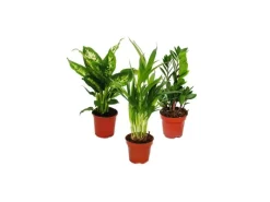 Outlet Exotenherz Zimmerpflanzen Mix I 3er Set Dieffenbachia Arecapalme Chrysalidorpus Zamiopalme Zamioculcas 10-12cm Topf