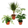 Best Exotenherz Zimmerpflanzen Set mit 3 Pflanzen Typ 2 9cm