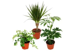 Best Exotenherz Zimmerpflanzen Set mit 3 Pflanzen Typ 2 9cm