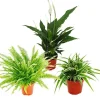 Töpfe<Exotenherz Zimmerpflanzen Trio Luftreiniger Set mit Luftreinigenden Pflanzen Nephrolepis Spathiphyllum Chlorophytum