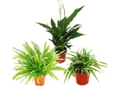 Töpfe<Exotenherz Zimmerpflanzen Trio Luftreiniger Set mit Luftreinigenden Pflanzen Nephrolepis Spathiphyllum Chlorophytum